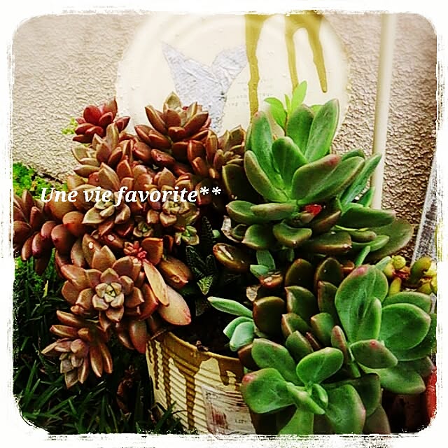 florenceさんの実例写真
