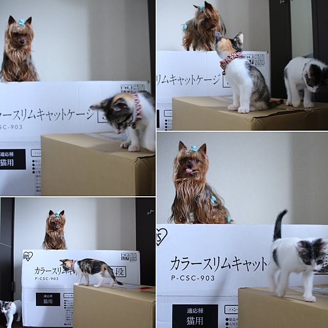 surireraさんの実例写真