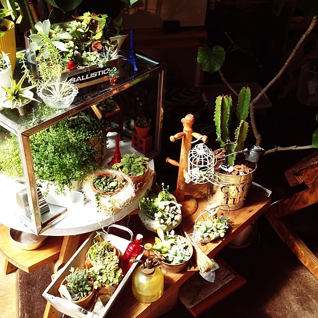 Peroさんの部屋