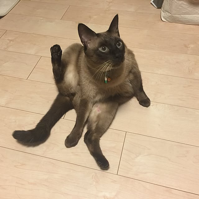 dodoさんの実例写真