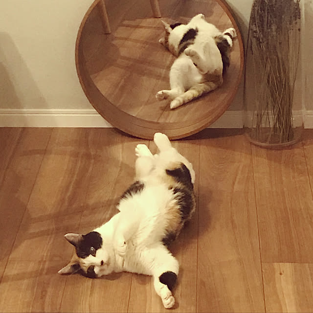 mtkさんの実例写真
