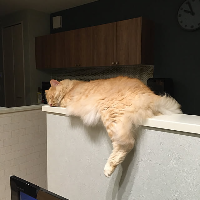 nyancohomeさんの実例写真