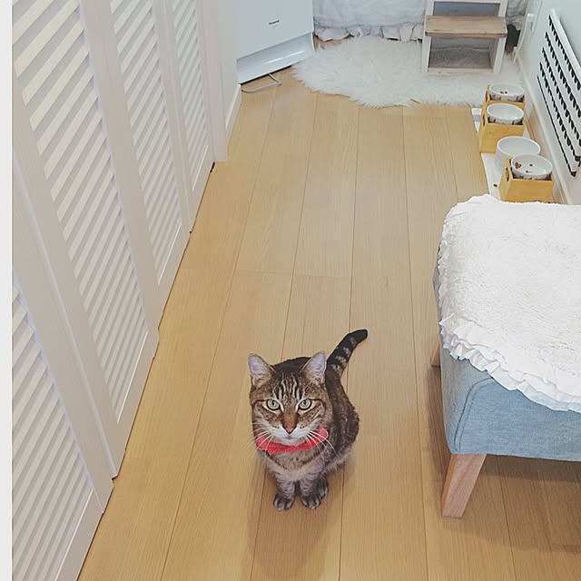 lovecatさんの実例写真