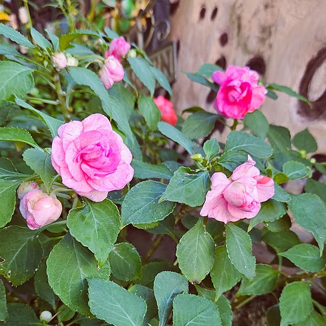 mocomocoさんの部屋