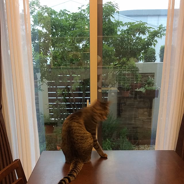 kimihadukiさんの実例写真