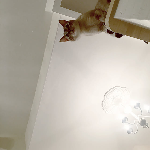 noelさんの実例写真