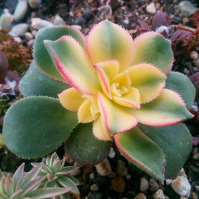 VERANDARJUNさんの実例写真