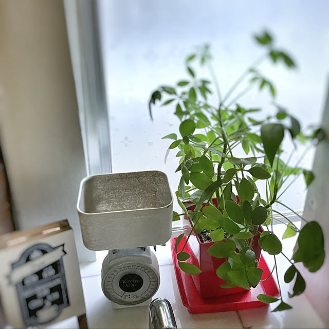 seroriさんの実例写真