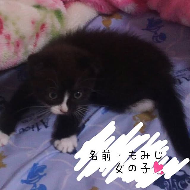 mikan0607さんの実例写真