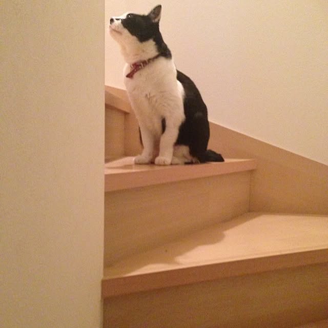 misuke87さんの実例写真