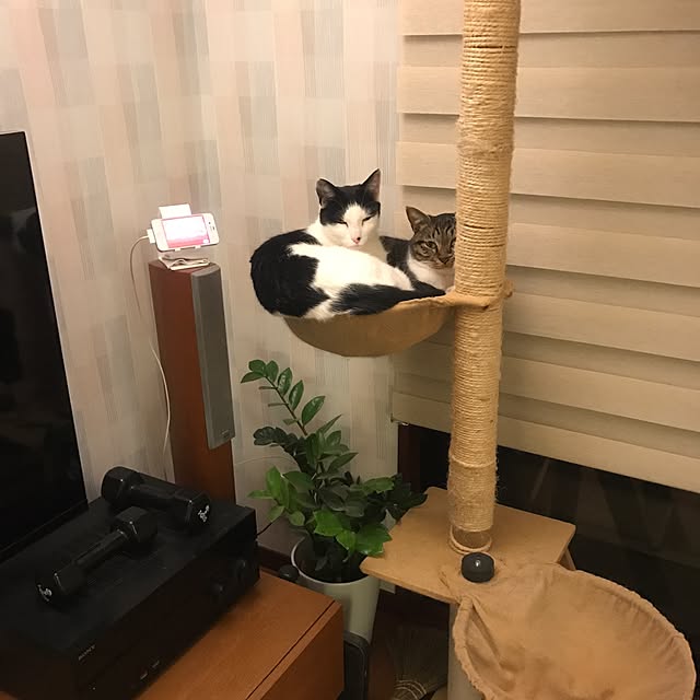 Reikoさんの実例写真