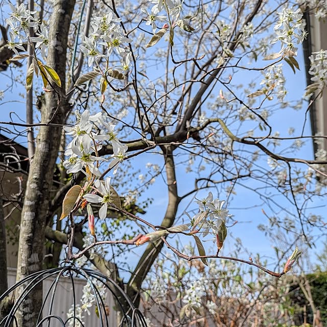 acocoさんの部屋