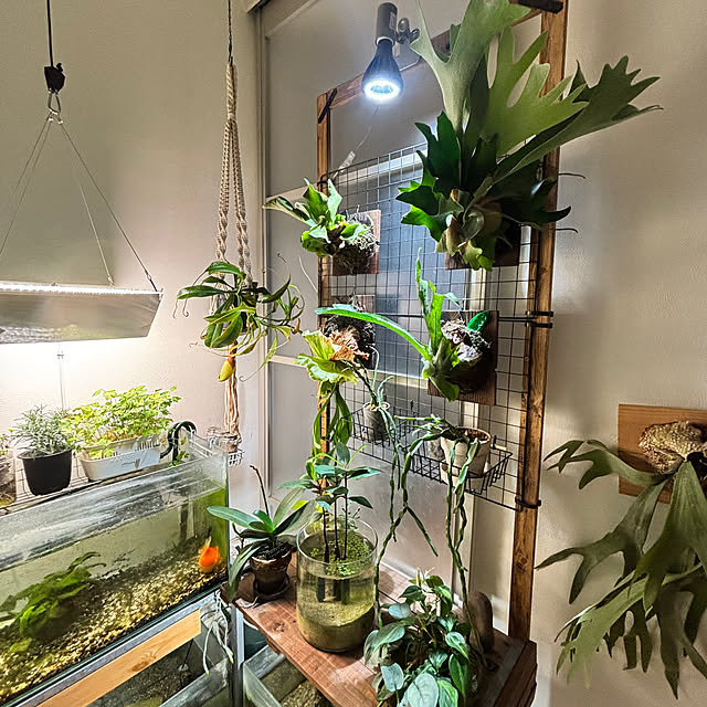 greycatsさんの実例写真