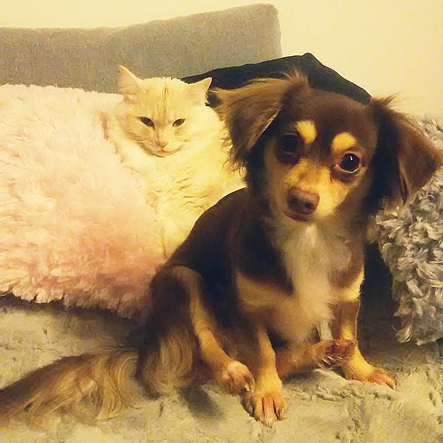 titiさんの実例写真