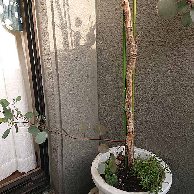 kakkaさんの実例写真