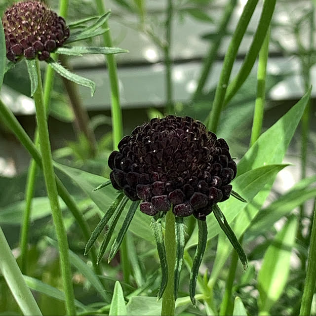 nomnom888さんの実例写真