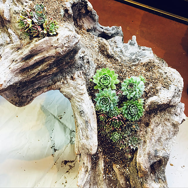 seiさんの実例写真
