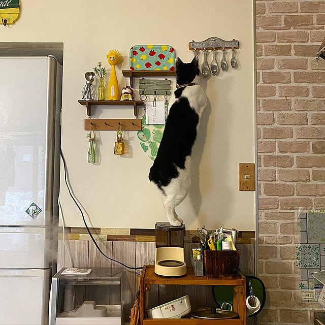 SHIHOさんの実例写真
