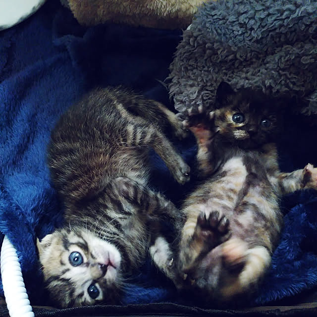 annさんの実例写真