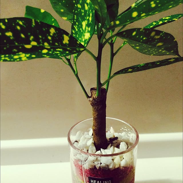 キッチン/観葉植物のインテリア実例 - 2015-10-24 19:12:00