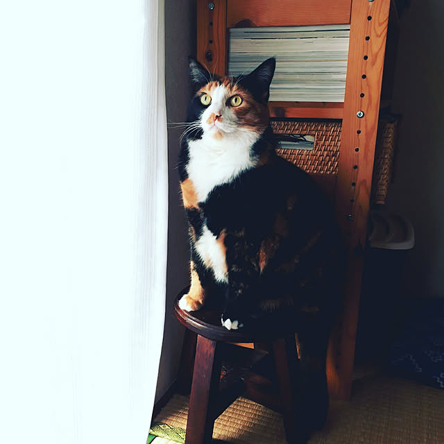fumiyo.01さんの実例写真