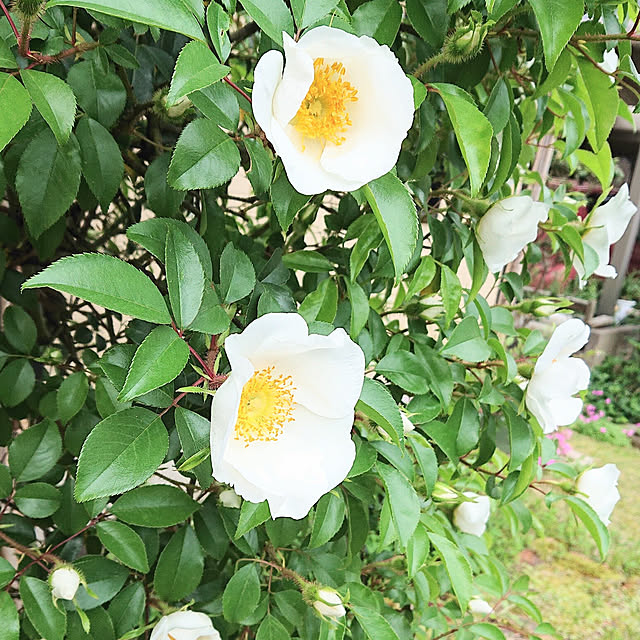 SACHIさんの実例写真