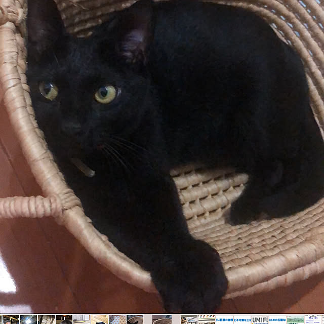 jijiさんの実例写真