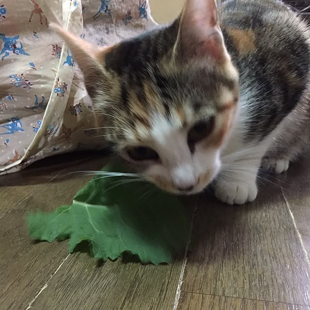 vivienne.coco-keiさんの実例写真
