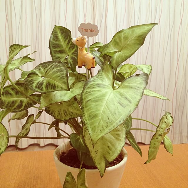 mapleさんの実例写真