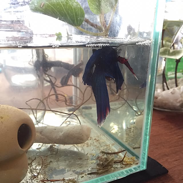 mayさんの実例写真