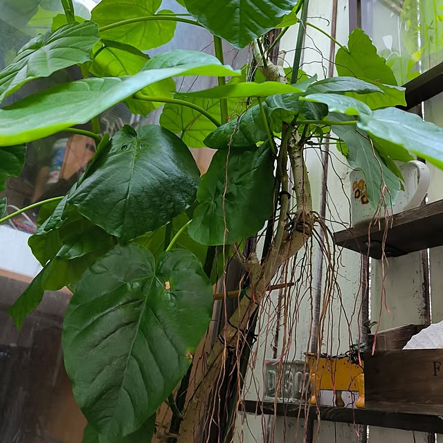 koyutan-mjmさんの部屋