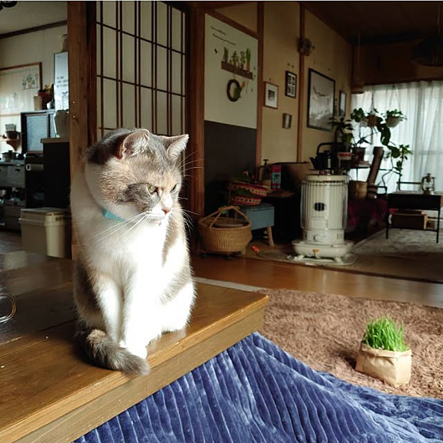 fukuさんの実例写真