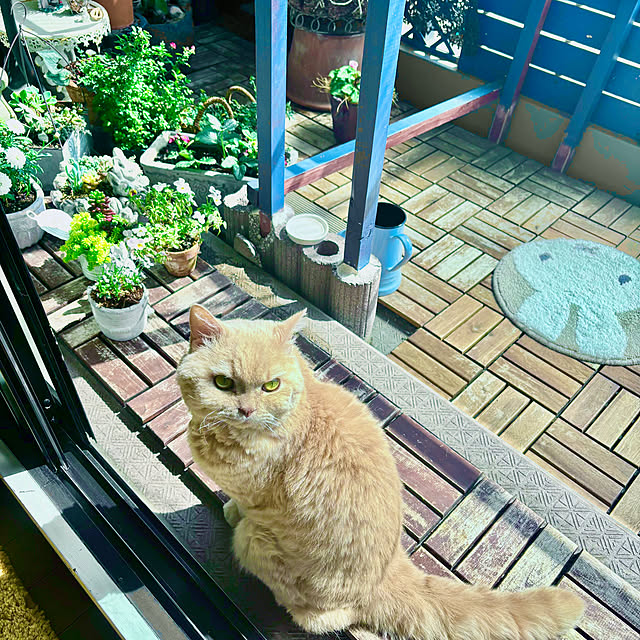 naokoさんの部屋