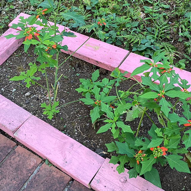 mamiさんの実例写真