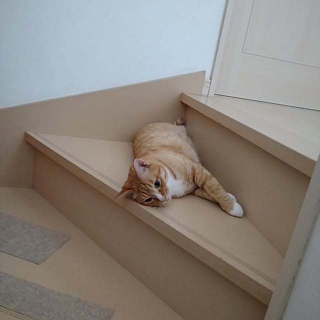 koromaroさんの部屋