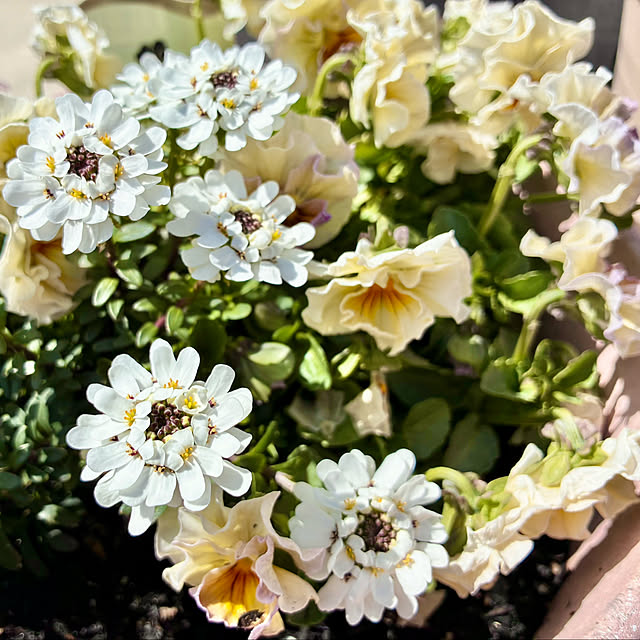 Junさんの実例写真