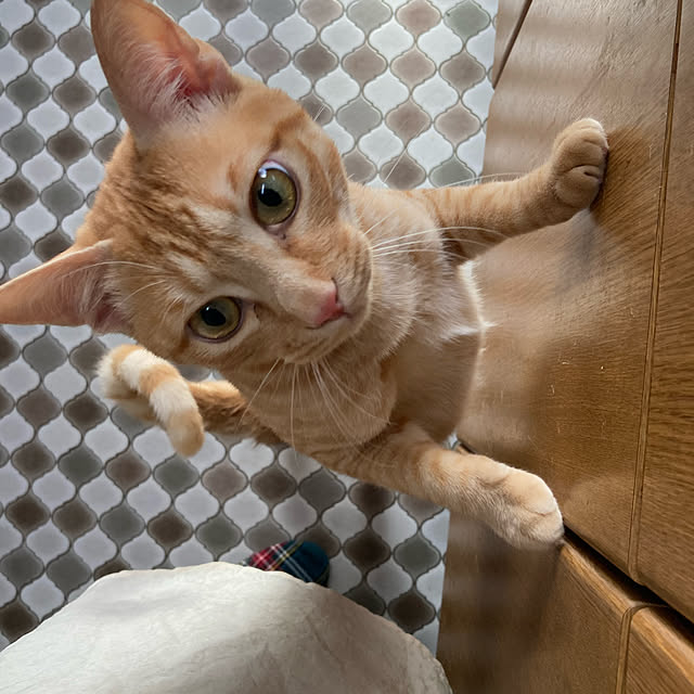 miseiさんの実例写真