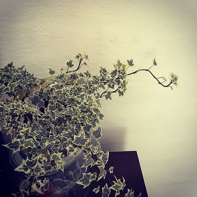 pasukeさんの実例写真