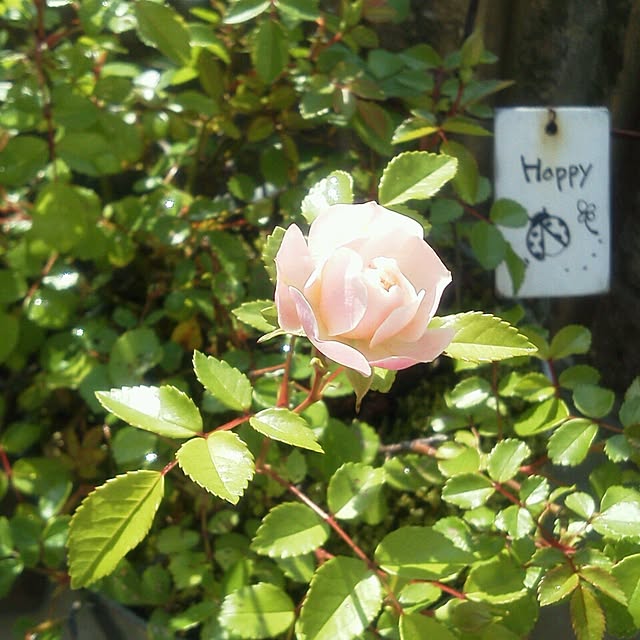 greencafeさんの実例写真