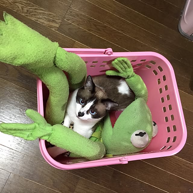 vivienne.coco-keiさんの実例写真