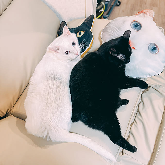 yuiiiさんの実例写真
