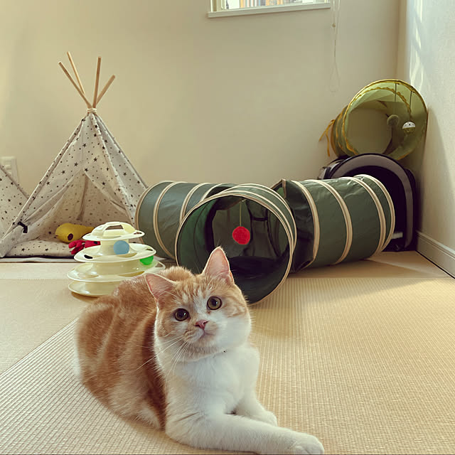 taMAさんの実例写真