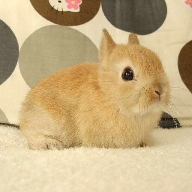 Mihoさんの実例写真