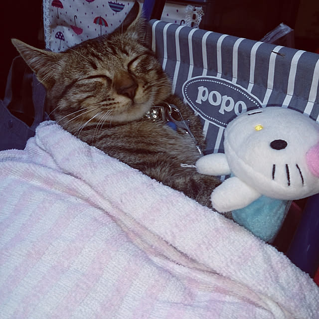 ayumiさんの実例写真