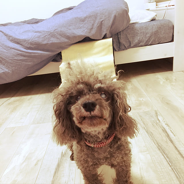 saoponさんの実例写真