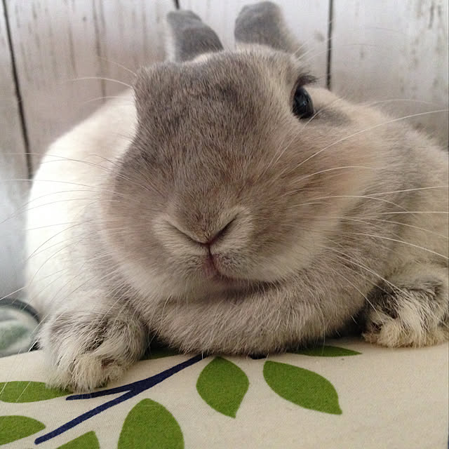 yokomokoさんの実例写真