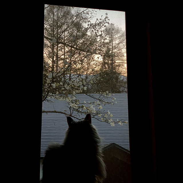 Kikko.さんの実例写真