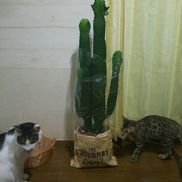tenさんの実例写真