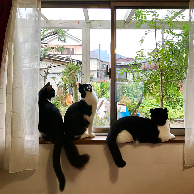 butachanさんの実例写真