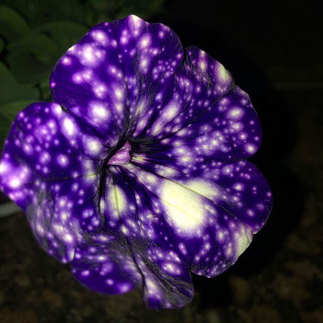 t-blueさんの実例写真